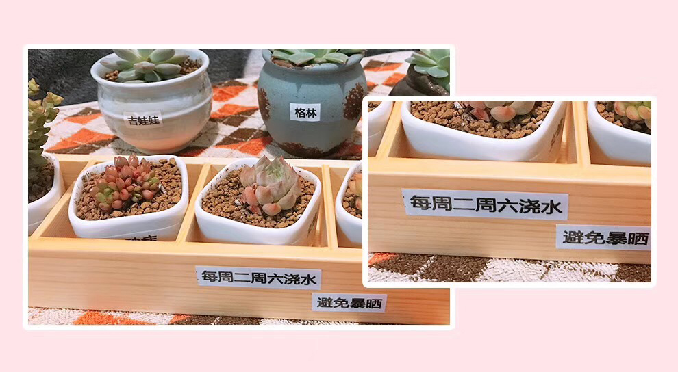 多肉.jpg 多肉.jpg